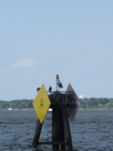 Ospreys in Annapolis, taken from Schooner Woodwind