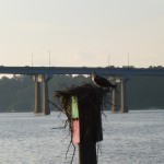 Ospreys in the Severn River