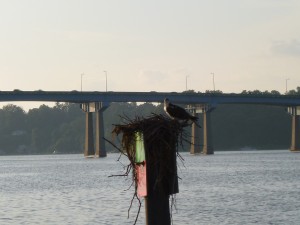 Ospreys in the Severn River
