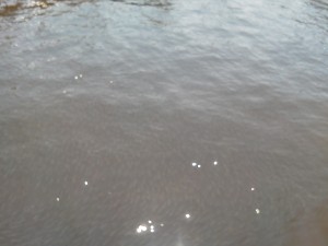 Schooling fish right next to the Woodwind this morning. Schooling fish right next to the Woodwind this morning.