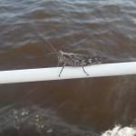 Woody, the grasshopper, goes for a ride on Schooner Woodwind