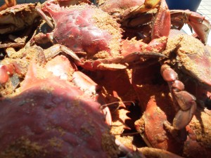 Yummy crabs from Cantler's Yummy crabs from Cantler's