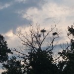 Blue Herons in their nests up Chase Creek, on the Severn River